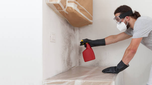 Professional Basement Mold Remediation technician working in Bloomingdale, IL