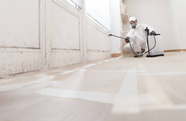 24/7 Emergency Basement Mold Remediation experts in Bloomingdale, IL