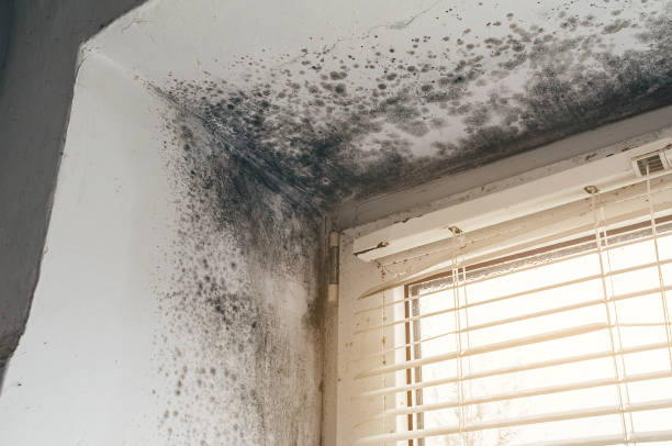Affordable Basement Mold Remediation solutions in Bloomingdale, IL